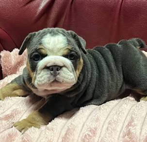 ENGLISH BULLDOG PUPPIES Female C018