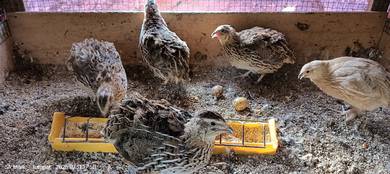 Burung Puyuh sudah bertelur 