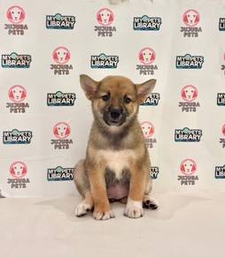 w1 Cute Shiba Puppy