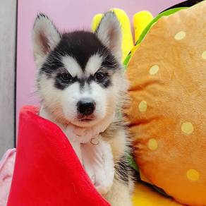 Wooly Husky