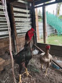 Ayam Baka Sabung