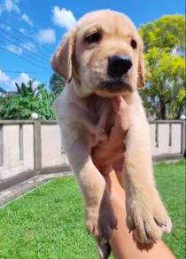 Labrador Male