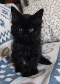Black Persian Mainecoon Kitten