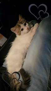 ragdoll mix mainecoon