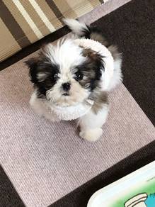 G8559 Fuzzy Shih Tzu / Shihpoo / Cute / Tricolor /