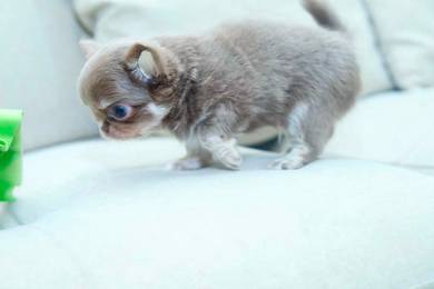Apple head Chihuahua 