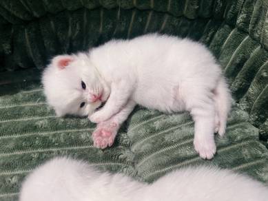 cute cat