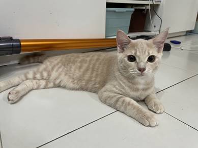 Bsh kitten