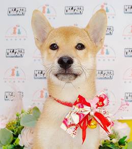 Shiba Inu