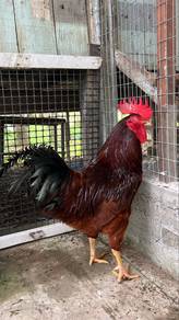 Ayam jantan baka RIR