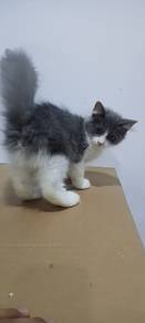 Kucing Mix British Shorthair