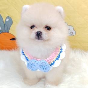 Pomeranian