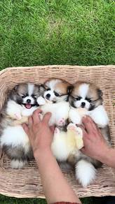 pomeranian 6