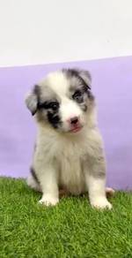 Border collie blue merle Mka certificate