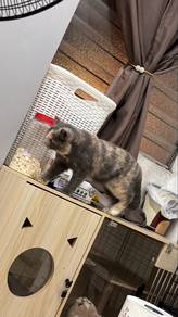 Kucing BSH Betina Proven Blue Cream