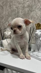 Chihuahua 