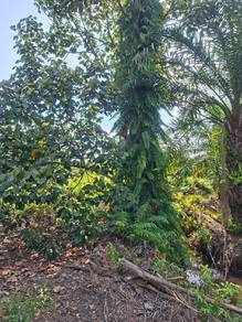 Agricultural Land in Batu Pahat, JHR