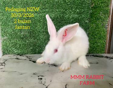 Pedaging New Zealand White