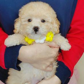 Poodle