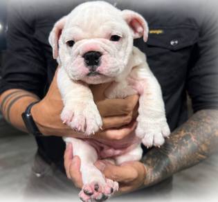 ENGLISH BULLDOG PUPPIES Male C045