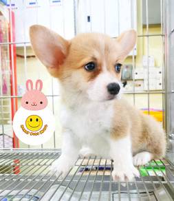 RG-6811 Welsh Corgi bi color haired puppy