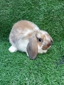 Arnab Pure Hollandlop Hl