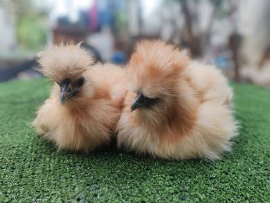 buff Silkie 