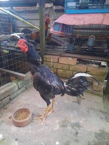 Bapak ayam muda