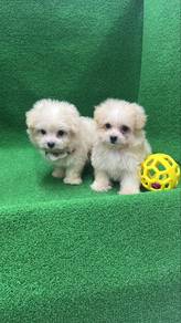 Pompoo 2Male Puppies cream color