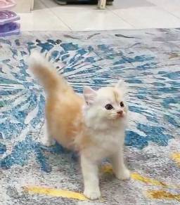 Kitten mix British Longhair (Jantan)