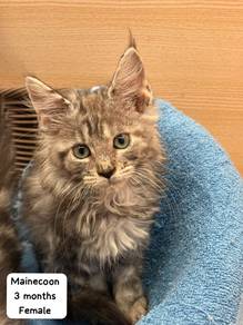 Mainecoon Untuk Dijual !!