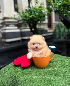 teacup Pomeranian y