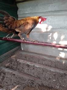 Ayam Hutan Bulu Betina Sepasang