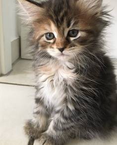 Tabby Persian Mainecoon Kitten