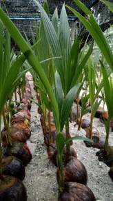 Benih kelapa matag/sggori readystock