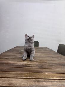 British Shorthair BSH Kitten