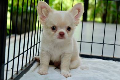 apple head teacup Chihuahua 