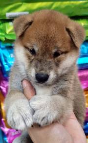 s3333 shiba inu brown haired wonderful puppy