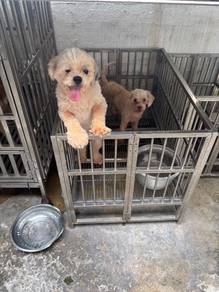 Shih tzu