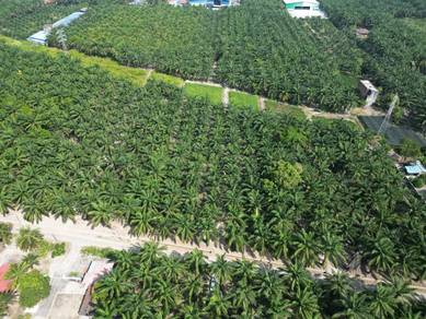 Agricultural Land in Sitiawan, PRK
