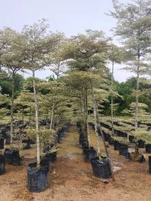 Pokok Bucida Batik 8 kaki 9 kaki