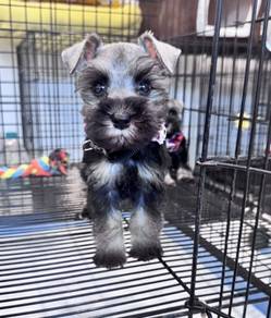 SCHNAUZER MINIATURE PUPPIES X73 🌻 雪纳瑞 Male