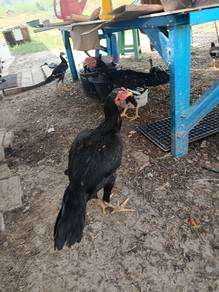Ayam Ratu 
