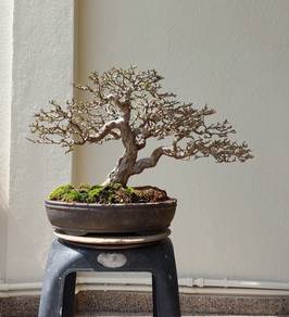 Bonsai Sui Mei / Jeliti