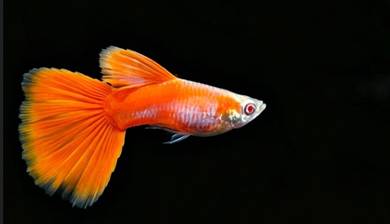 Albino Full Red (AFR) / 白字全红孔雀鱼