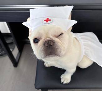 French Bulldog