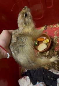 Prairie Dog