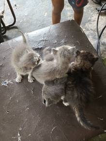 Anak Kucing