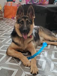 RRG_GS5 German Shepherd #mka cert