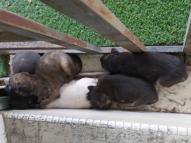 Dogs for adoption